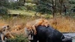 Lion Family Attack On Buffalo