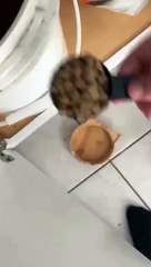 cat Cutest thing you'll see today