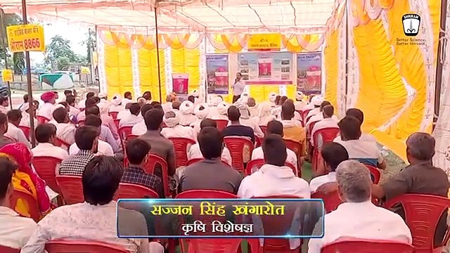 Shriram 8866 Hybrid Bajra Showcase: Superior Bajra Seeds