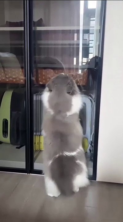 Cat dancing