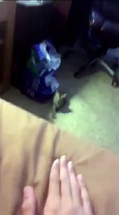 cat He's saying, No, you come down here with me!