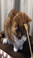 cat loves my back scratcher tool