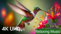 birds music Melodic Serenity: Birdsong Meditation Music - Relaxing Blend of Bird Voices and Music