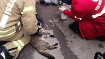Evde çıkan yangında dumandan etkilenen kedi kalp masajıyla kurtarıldı