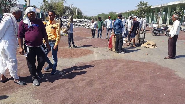 बारिश से थमी फसल की कटाई, मंडी में मंद हुई सरसों की आवक