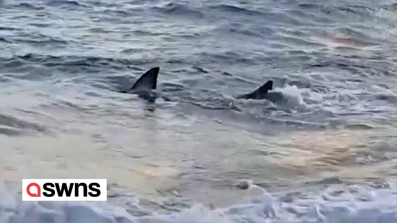 Video eines Weißen Hais, der im flachen Wasser zappelt