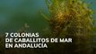 7 colonias de caballitos de mar en Andalucía
