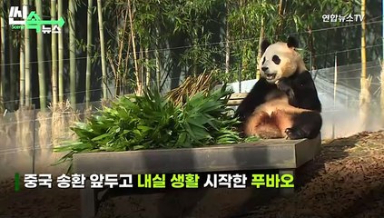 [씬속뉴스] '회색 방역복'입은 송바오에 "누구..?" 놀란 푸바오, 내실 생활 근황