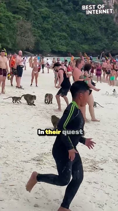 Wildlife Encounter | Monkeys vs Tourists on the Beach
