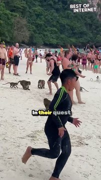 Wildlife Encounter | Monkeys vs Tourists on the Beach
