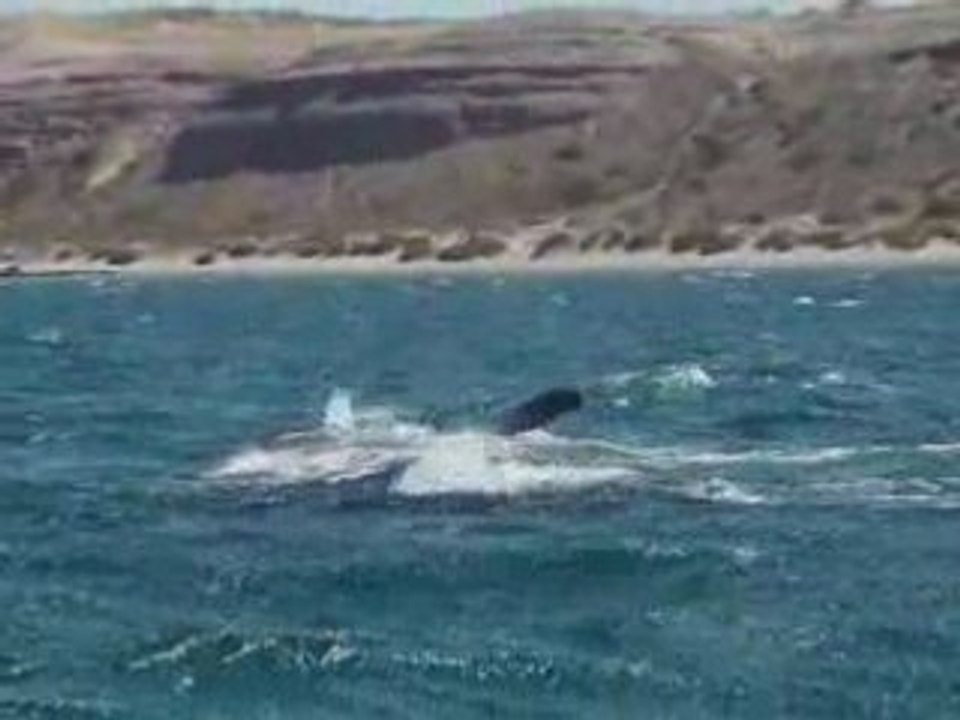 les baleines de la péninsule Valdès en Argentine