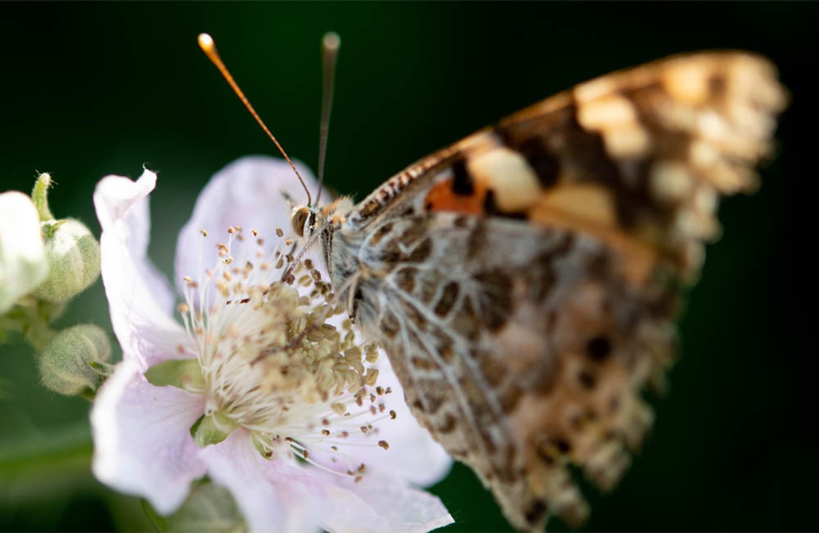⁣Counting butterflies eases anxiety