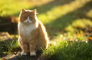 AI could soon allow humans to talk to animals