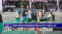 Panen Perdana Ikan Bandeng Berkualitas dari Hasil Keramba Tancap Laut di Buleleng Bali