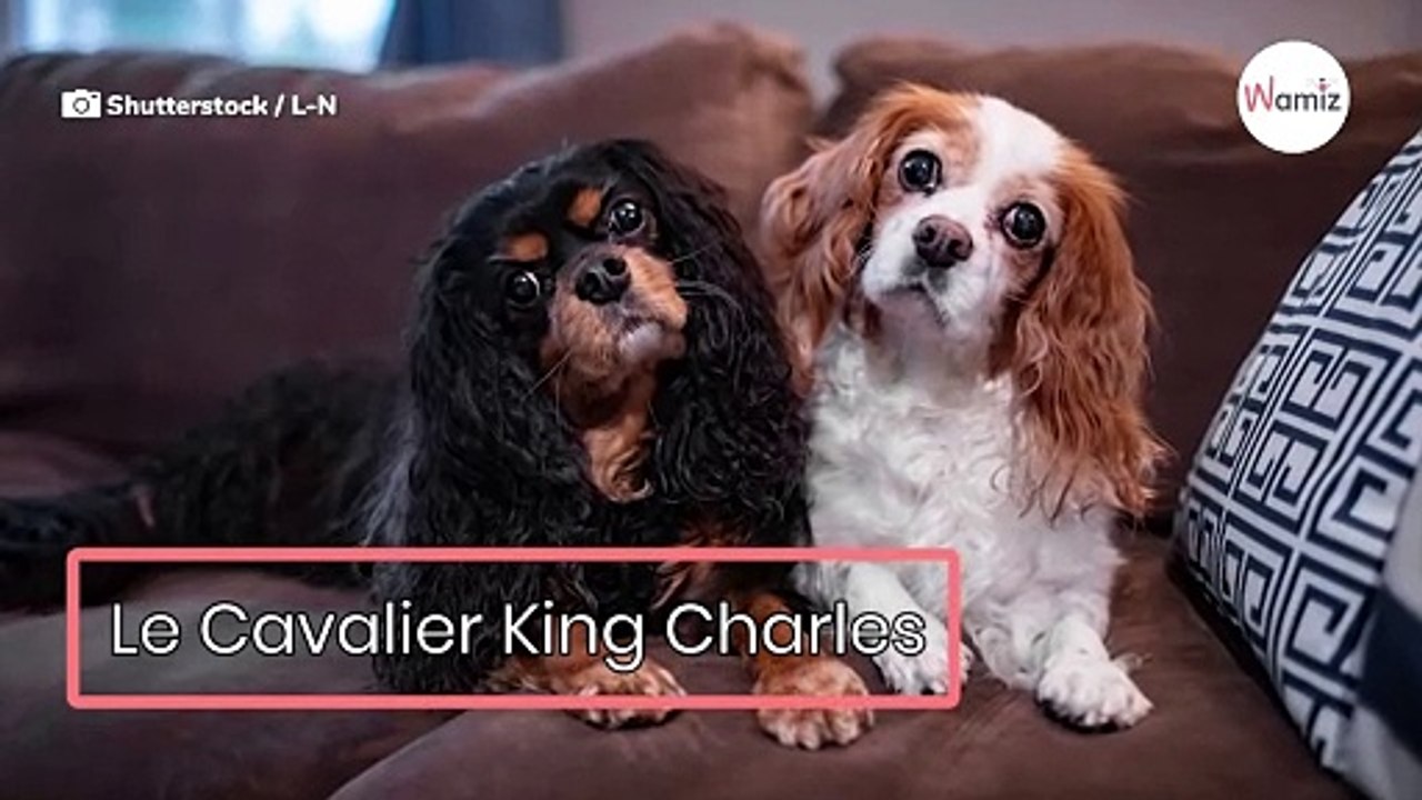 Do schroniska trafia skrajnie zalękniony pies. Dzięki cierpliwości opiekunów zdarza się cud