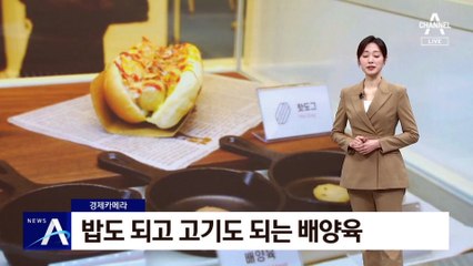 [경제카메라]밥도 되고 고기도 되는 배양육