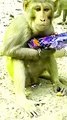 Monkey Funny Shots, Animal Shorts, Shorts Video, Trending Video, Trending Shorts, Viral Video#Shorts#Animals