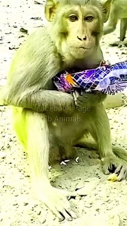 Monkey Funny Shots, Animal Shorts, Shorts Video, Trending Video, Trending Shorts, Viral Video#Shorts#Animals