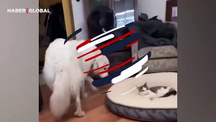 Köpeğin yerine kurulan kedi ona yer vermeyince ortaya çıkan manzara güldürdü