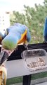 Woman Feeds Ripe Banana to Wild Parrots