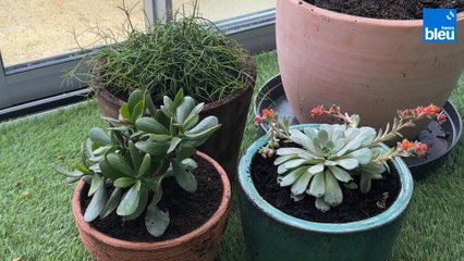 Roland Motte, jardinier : les plantes succulentes résistantes à la sécheresse