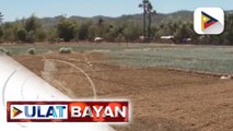 NIA: Epekto ng El Niño sa irrigated farm areas, hindi gaanong malaki dahil sa mabilis na aksyon ng gobyerno