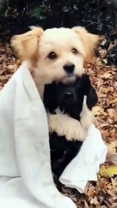 Cute animals funny (follow me)