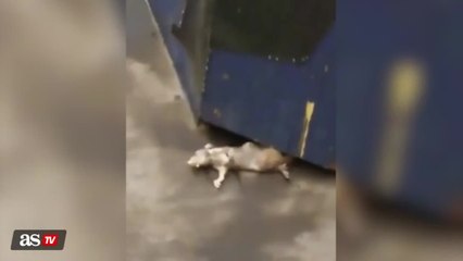 Enormous rat spotted in New York subway