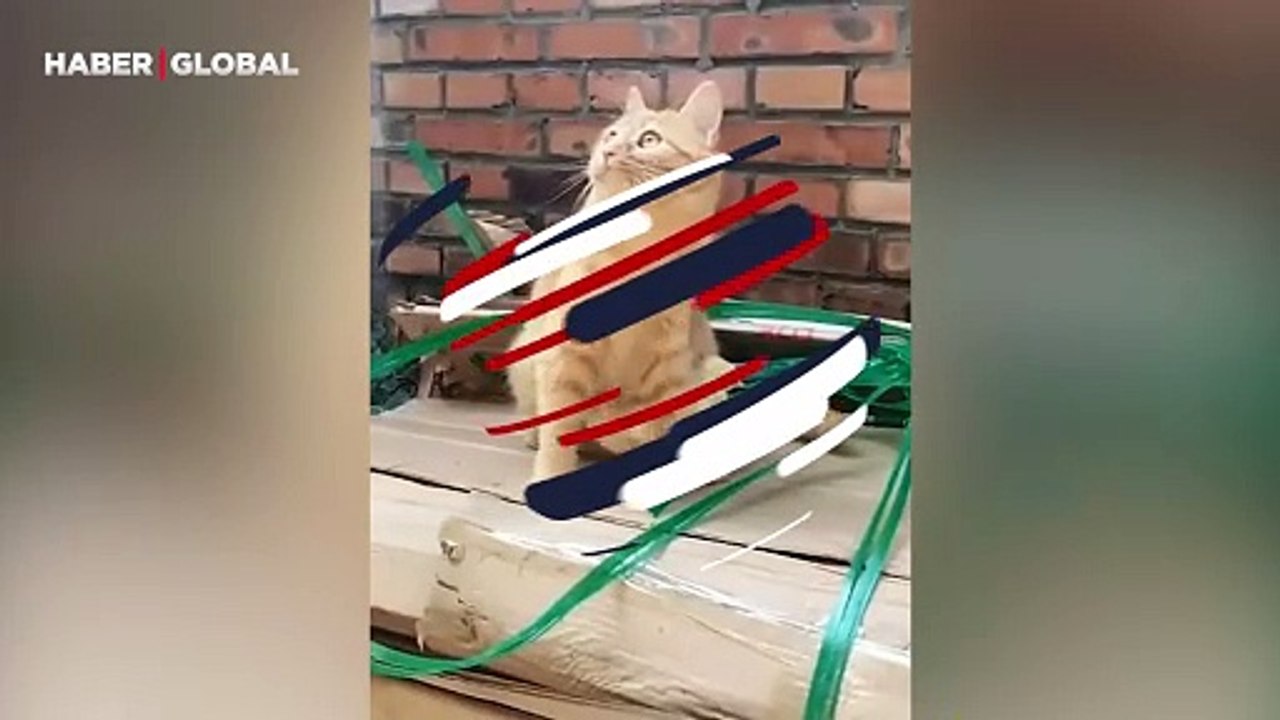 Civcivleri saatlerce kargadan koruyan sarman kedinin merhameti ağlattı