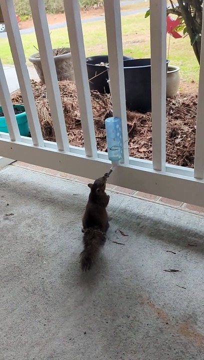 Squirrel Drinks From Porch-Mounted Bottle