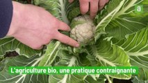 Un agriculteur bio de Grez-Doiceau dévoile quelques techniques de culture