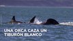 Una orca caza un tiburón blanco