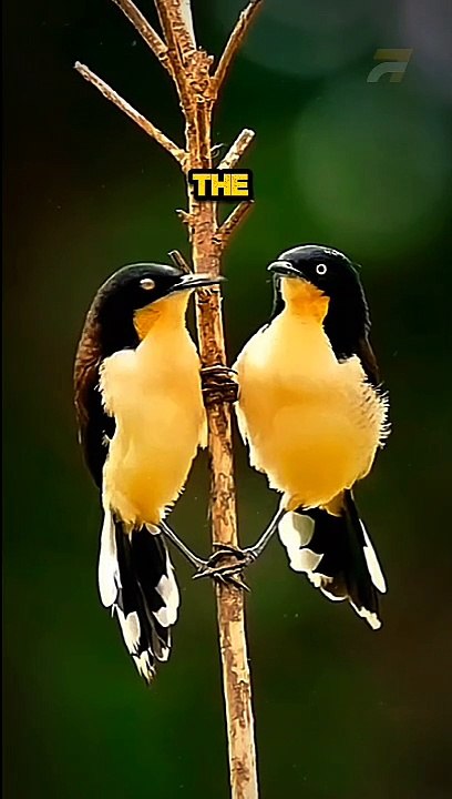 Black-capped donacobius short fact