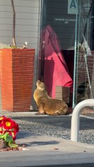 Sea Lion Pup Sunbathes In San Diego