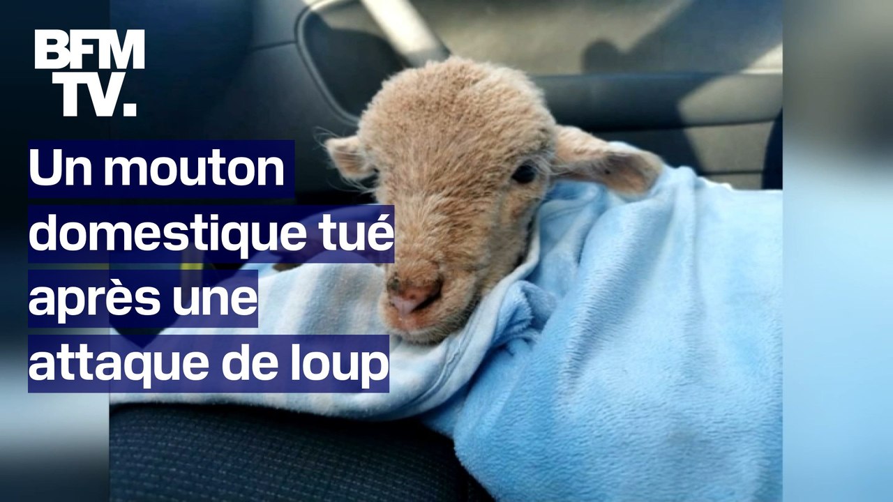 Un mouton domestique est mort après avoir été attaqué par un loup dans le Var