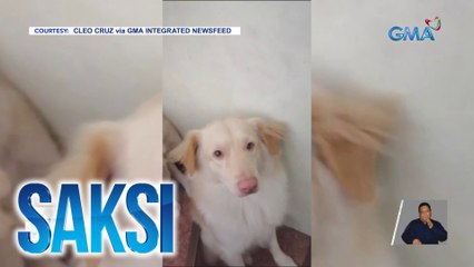 Pamilya ng mga aso, nag-"paawa effect" habang sinesermonan sa pagtangay ng giniling na karne | Saksi