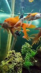 Koi fishes and gold fish