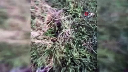 Sokak köpeklerinin çocuklara saldırı anı kamerada!