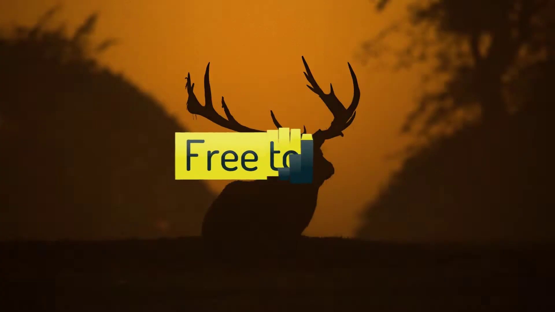 Wolf Animals Carnivore Wild Hunt #animal #animals #jungle