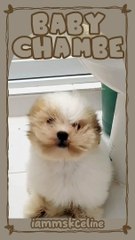 How Are You Not Afraid of the Hair Blower?