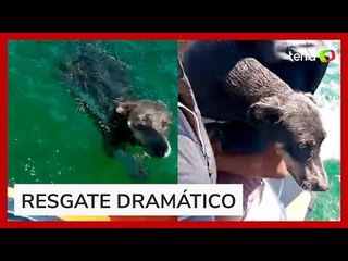 Cachorra que se afogava nas águas do Rio São Francisco é resgatada por pai e filho