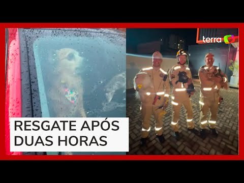 Cachorros presos em carro de luxo são resgatados por bombeiros no Paraná