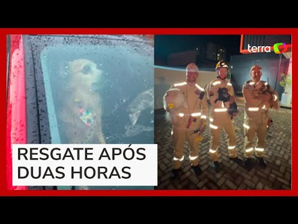 Cachorros presos em carro de luxo são resgatados por bombeiros no Paraná
