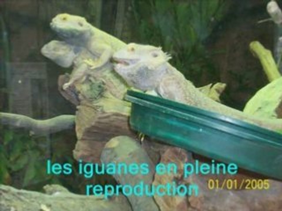 zoo de beauval