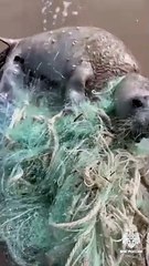 Une otarie sauvée d'un filet de pêche