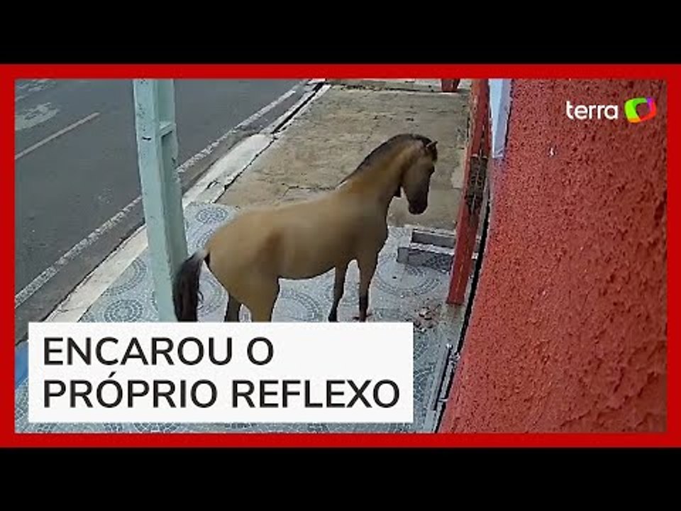 Cavalo quebra porta de consultório odontológico a coices no Piauí
