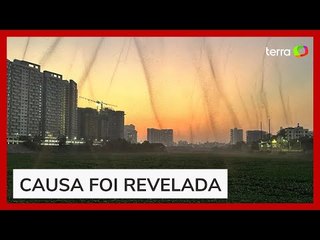'Tornados' de mosquitos causam pânico em moradores de cidade da Índia