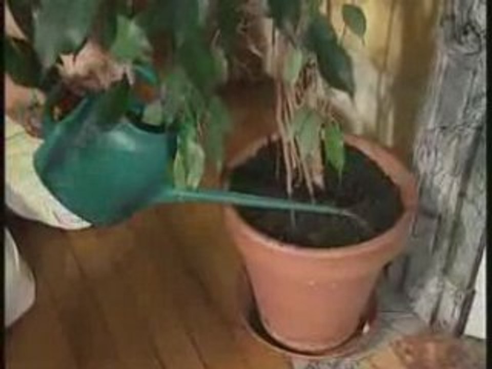 Le ficus benjamina, un dépollueur d'intérieur