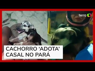 Cachorro corre atrás de moto e ‘adota’ casal no Pará