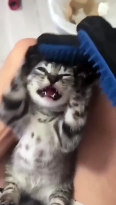 cute funny cat